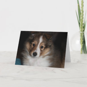 Carte Chiot de Sheltie