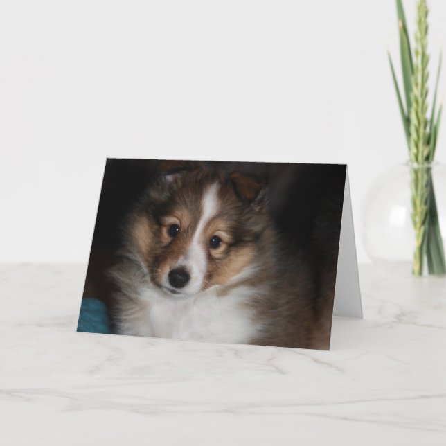 Carte Chiot de Sheltie (Devant)