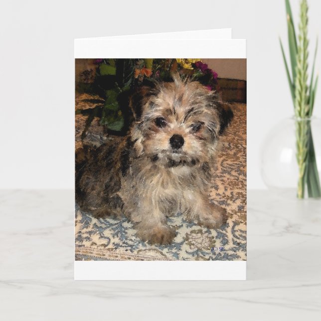 Carte Chiot de Shorkie (Devant)