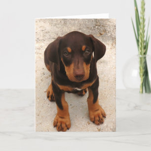 Carte Chiot Doberman