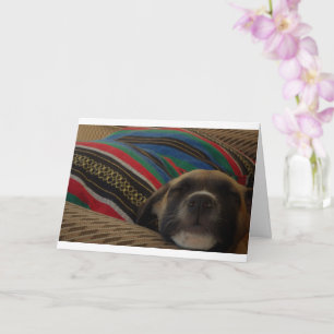 Carte Chiot et coussin