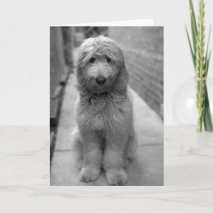 Carte Chiot Goldendoodle en Jardin