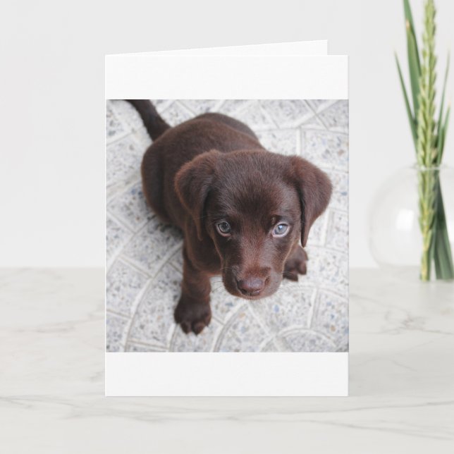 Carte chiot lab au chocolat assis en seconde (Devant)