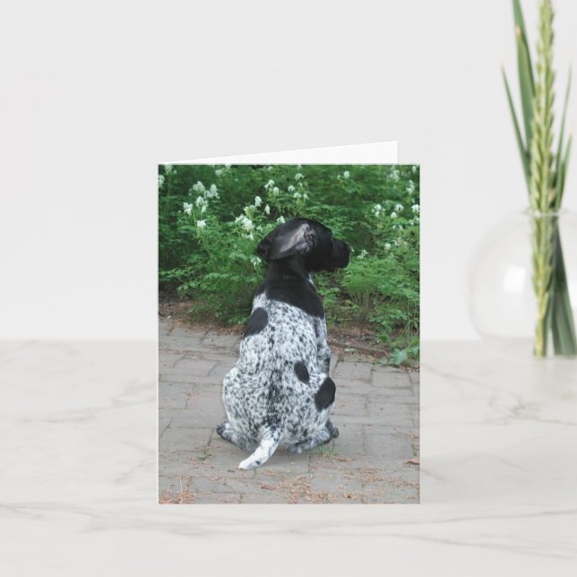 Carte Chiot pointeur allemand Shorthair (Devant)