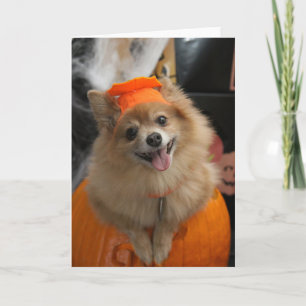 Carte Chiot Poméranien souriant Foxy en Halloween Citrou