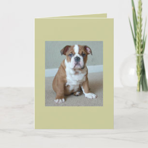 Carte Chiots Bouledogue Anglais