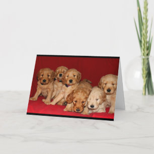 Carte Chiots de Goldendoodle pensant à vous