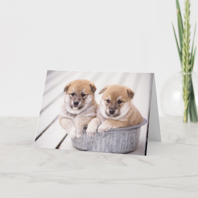 Carte Chiots de Shiba Inu dans le baquet en aluminium (Devant)