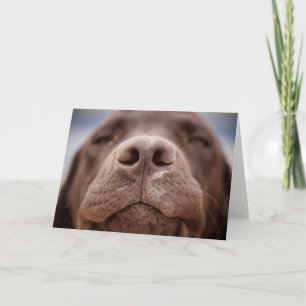Carte Chocolat Labrador Closeuse du nez