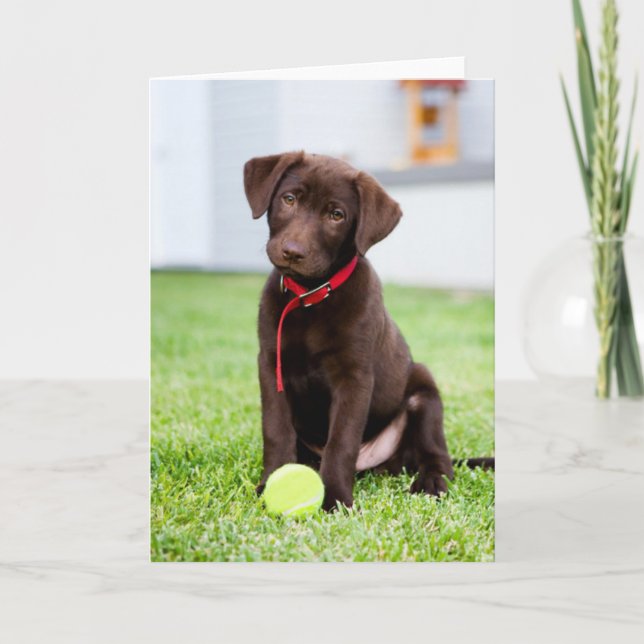 Carte Chocolat Labrador Puppy Avec Tennis Ball (Devant)
