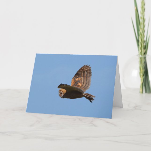 Carte Chouette Brown contre ciel bleu (Devant)