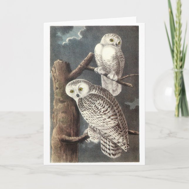 Carte Chouette des neiges par Audubon (Devant)