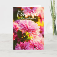 Chrysanthème rose de novembre Fleur du mois de nai