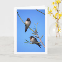 Ciel Bleu, Portrait d'Oiseaux Hirondelles