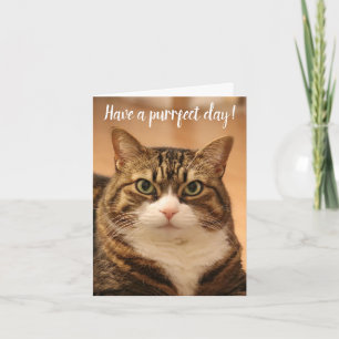 Carte Citation amusante Amoureux de les chats Photo pers