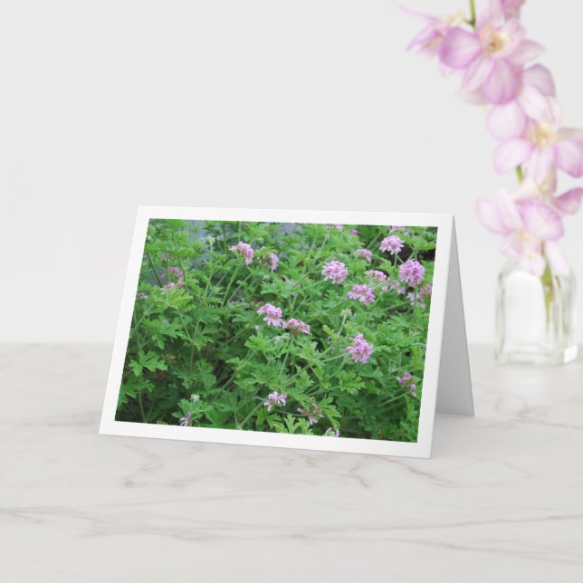 Carte Citronella Plante avec Floral (Orchidée)