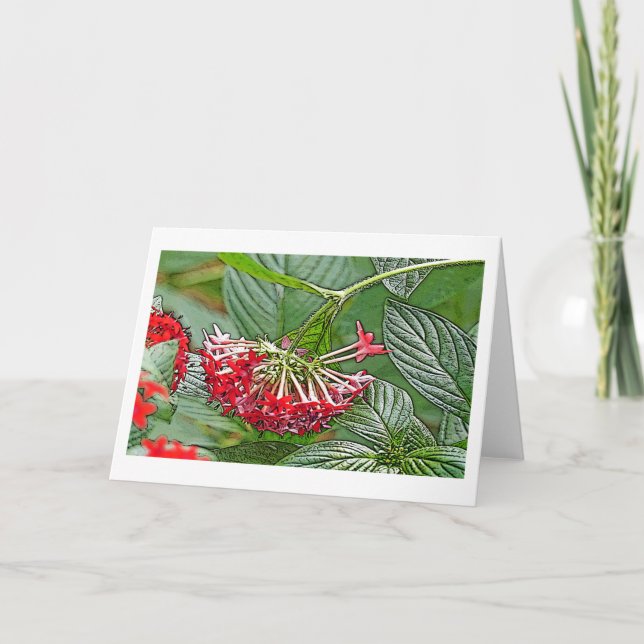 CARTE CLUSTER OF RED PENTAS LANCEOLATA /STAR FLOWER (Devant)