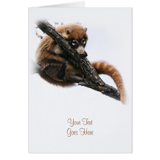 Carte : Coatimundi #5 (Portrait) (Devant)