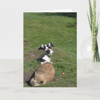 Carte Cochon et chevreaux couchés au soleil
