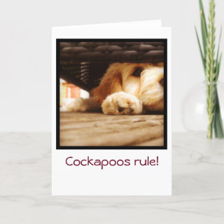 Carte Cockapoos rule greetings card