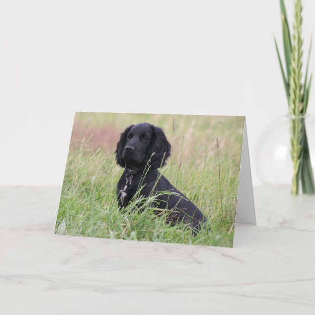 Carte Cocker spaniel (Devant)