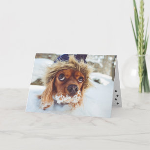 Carte Cocker Spaniel Do I Smell Cake Anniversaire