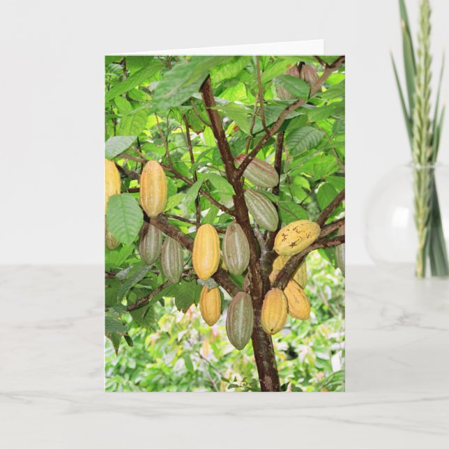 Carte Cocoa tree (Devant)
