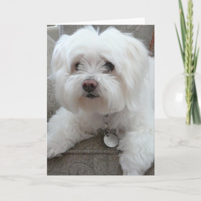 Carte Cody, maltais adorable sur la chaise #1 (Devant)