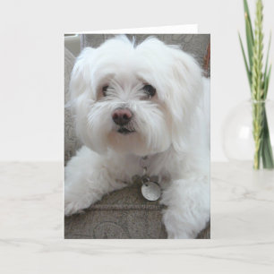 Carte Cody, maltais adorable sur la chaise #1