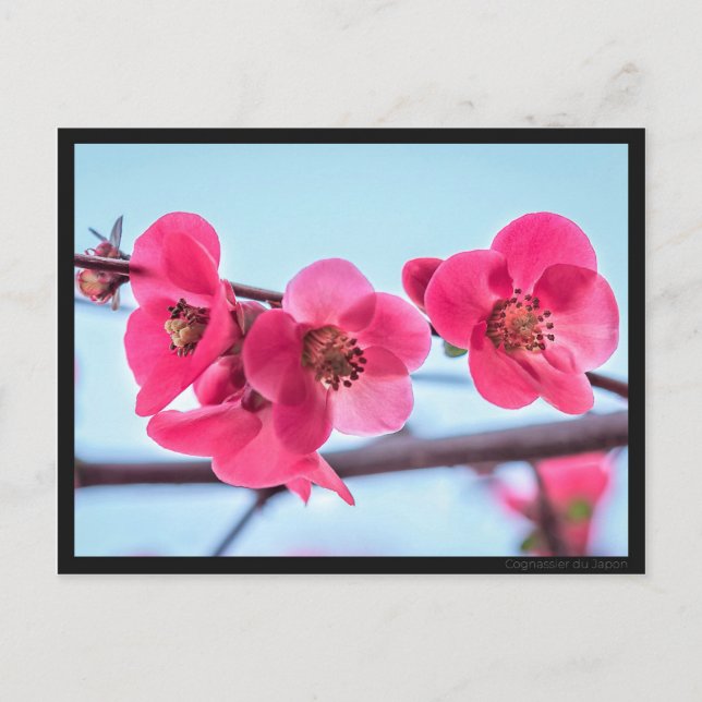 Carte Cognassier du Japon (Devant)