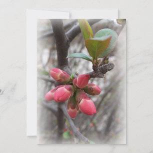Carte coing sauvage florissant