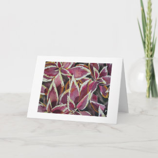 Carte Coleus