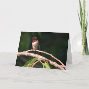 Carte Colibri