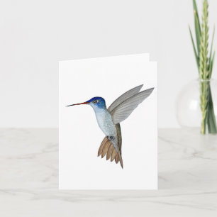 Carte Colibri à couronne violette