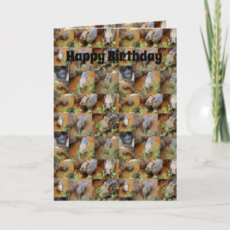 Carte Collage photo Wombat, Anniversaire