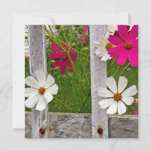 Carte Collection Cosmos