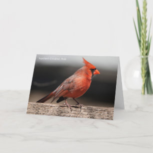 Carte Collection d'oiseaux : Cardinal du Nord (notes en