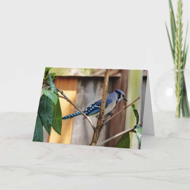 Carte Collection d'oiseaux : Jay bleu (notes en blanc) (Devant)