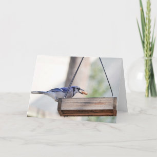 Carte Collection d'oiseaux : Jay bleu (notes en blanc)