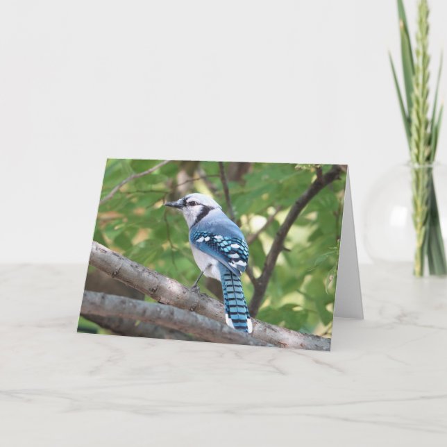 Carte Collection d'oiseaux : Jay bleu (notes en blanc) (Devant)