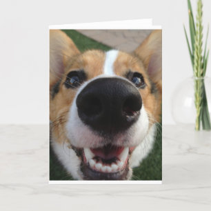 Carte Collection Welsh Corgi Chien Nose