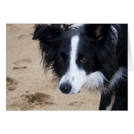Carte Collie Bordure