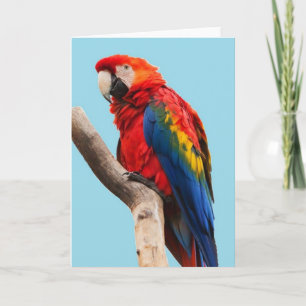Carte Colorful Parrot Portrait