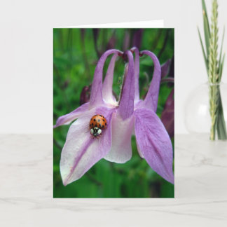 Carte Columbine 2