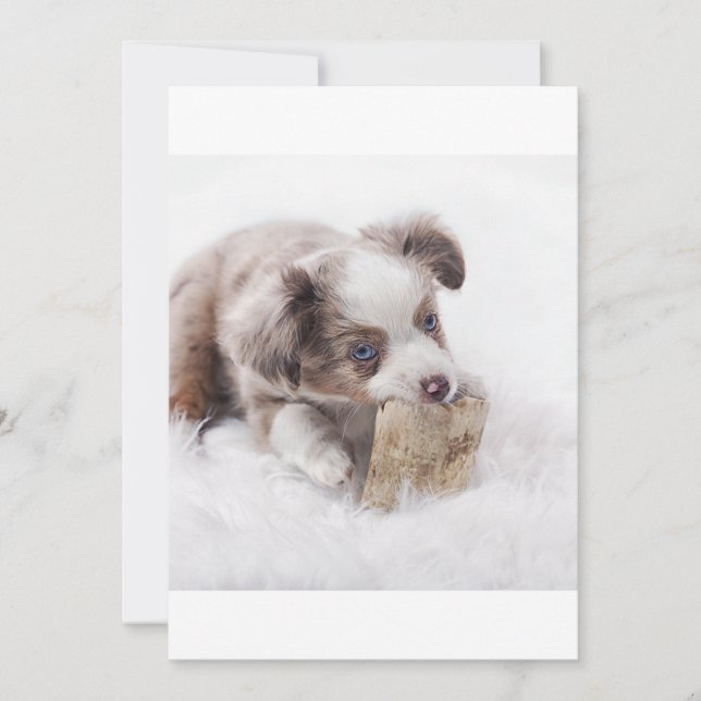 Carte COMME chiot merle rouge (Devant)