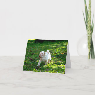 Carte Compagnons loyaux : Shar-pei