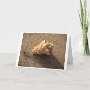 Carte Conch Shell (couleur)