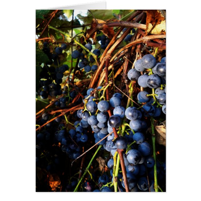 Carte Concord Graphe Vines (Devant)