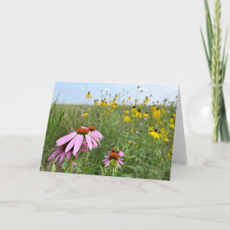 Carte Coneflowers at Prairie Bluff Preserve