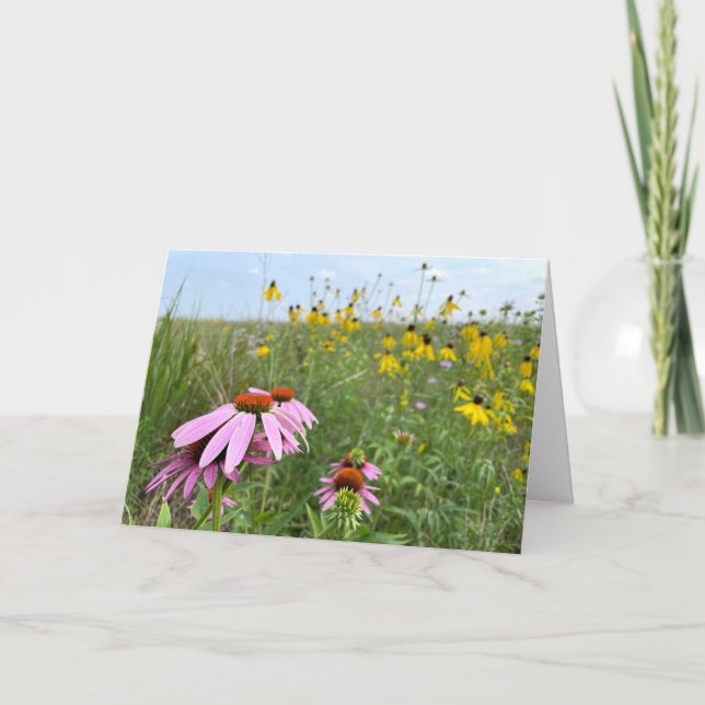 Carte Coneflowers at Prairie Bluff Preserve (Devant)
